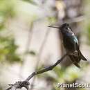 Image of Magnificent Hummingbird