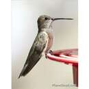 Image of Broad-tailed Hummingbird