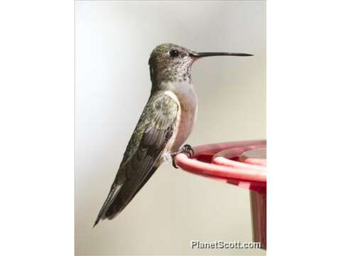 Image of Rufous, Allen's, and Allied Hummingbirds