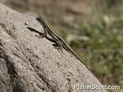 Image of Striped Plateau Lizard