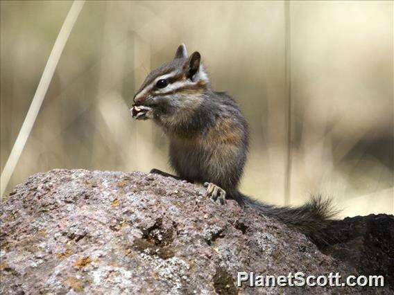 Image of Cliff Chipmunk