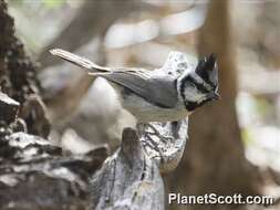 صورة Baeolophus Cabanis 1851