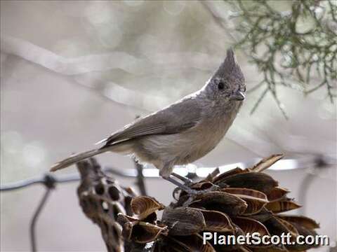 Plancia ëd Baeolophus Cabanis 1851