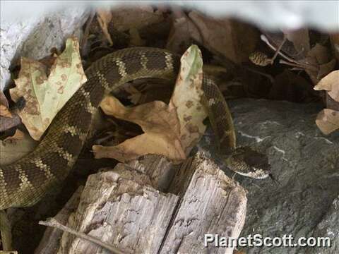 Image of Crotalus Linnaeus 1758