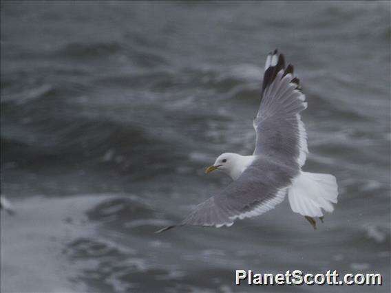 Imagem de Larus Linnaeus 1758