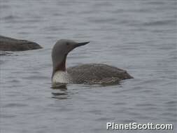 Image of loons