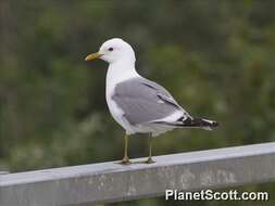 Imagem de Larus Linnaeus 1758