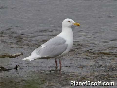 Image of Larus Linnaeus 1758