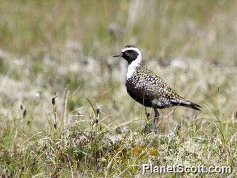 Imagem de Pluvialis Brisson 1760