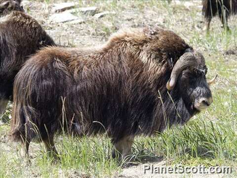 Image of muskox