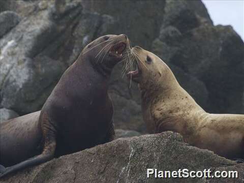 Image of northerns sea lions