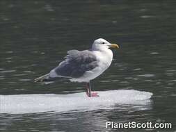 Image of Larus Linnaeus 1758