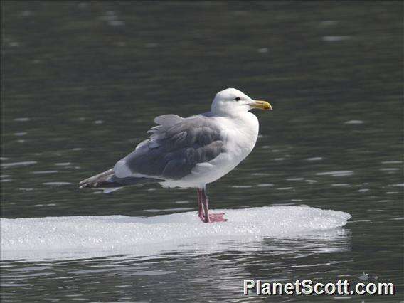 Image of Larus Linnaeus 1758