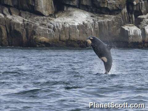 Image of killer whale