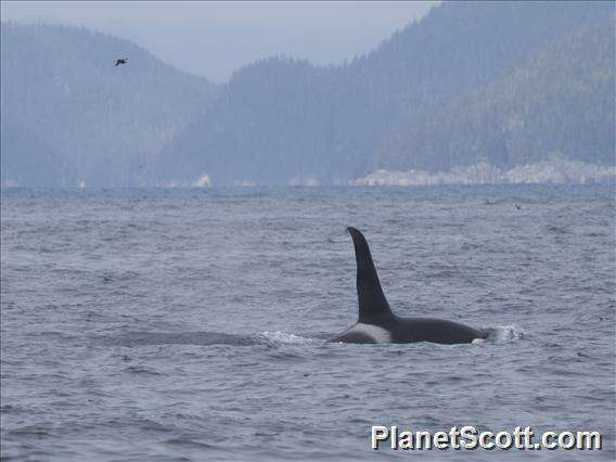 Image of killer whale