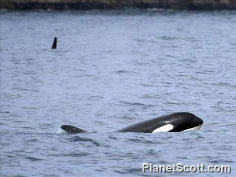 Image of killer whale