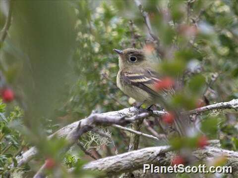 Image de Empidonax Cabanis 1855