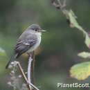 صورة Empidonax traillii (Audubon 1828)