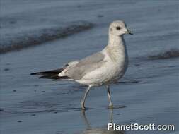 Imagem de Larus Linnaeus 1758