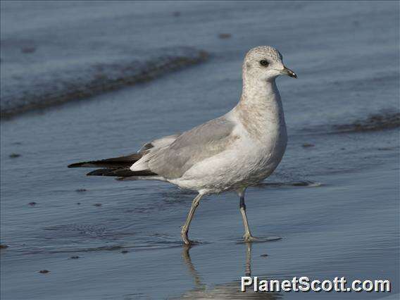 Imagem de Larus Linnaeus 1758