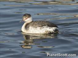 Image of Podiceps Latham 1787