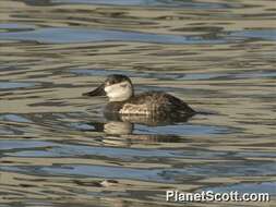 Image of Bluebills