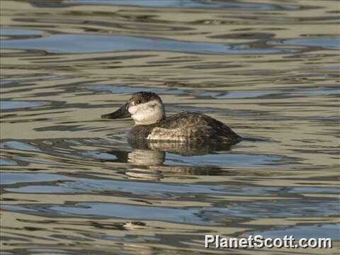 Image of Bluebills