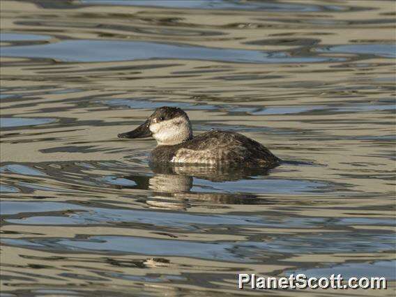 Image of Bluebills