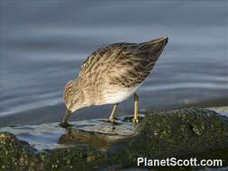 Image of Calidris Merrem 1804