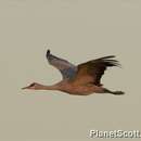 Image of Sandhill Crane