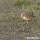 Charadrius montanus Townsend & JK 1837 resmi