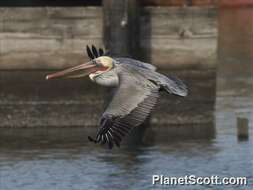 Image of pelicans