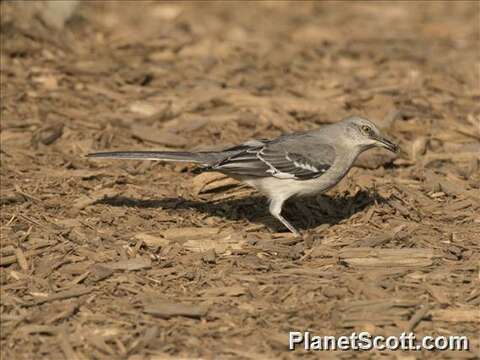 Image of Mimus Boie & F 1826