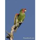 Image of Red-masked Conure