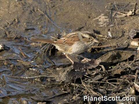 Image of Melospiza Baird & SF 1858