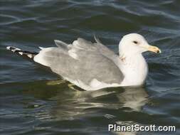 Слика од Larus Linnaeus 1758