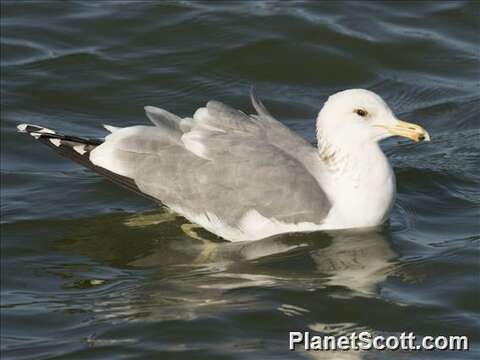 Larus Linnaeus 1758 resmi