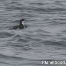 Image of Scripps's Murrelet