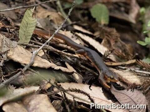 Image of Western North American newts