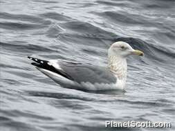 Image of Larus Linnaeus 1758