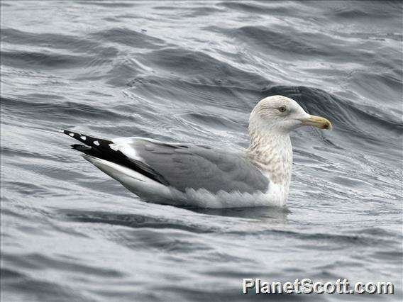 Image of Larus Linnaeus 1758