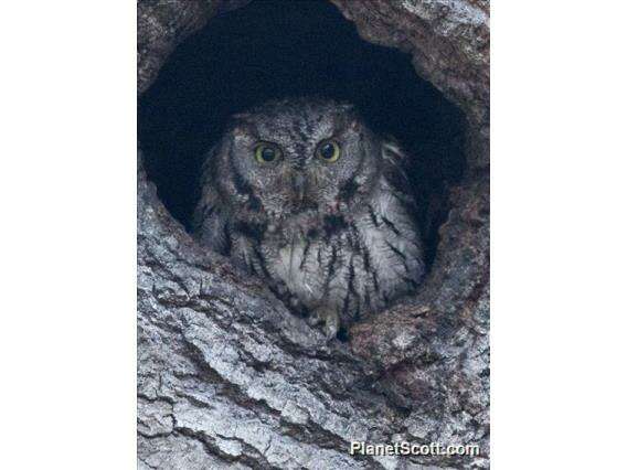 Image of Screech owl