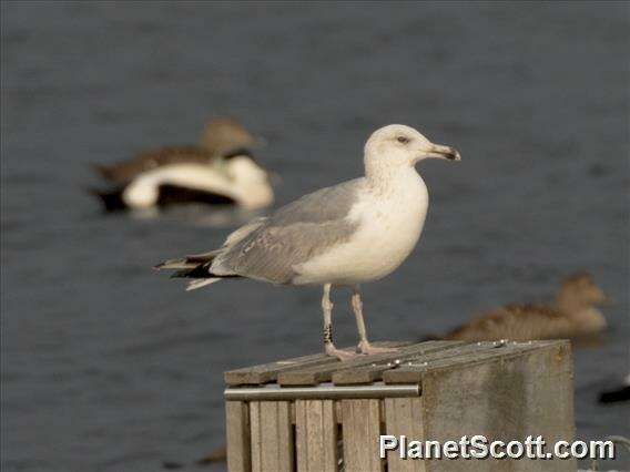 Image of Larus Linnaeus 1758