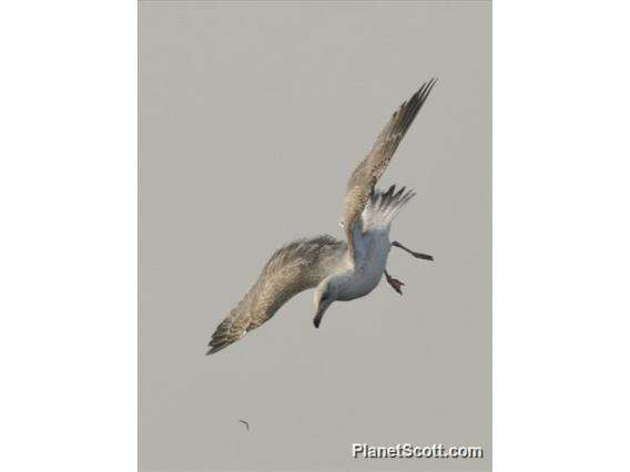 Image of Larus Linnaeus 1758