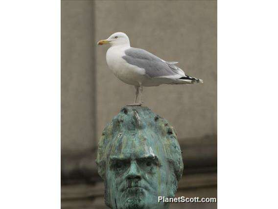 Image of Larus Linnaeus 1758