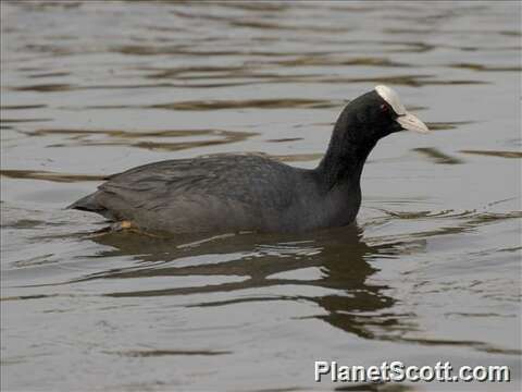 Image of Fulica Linnaeus 1758