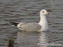 Imagem de Larus Linnaeus 1758