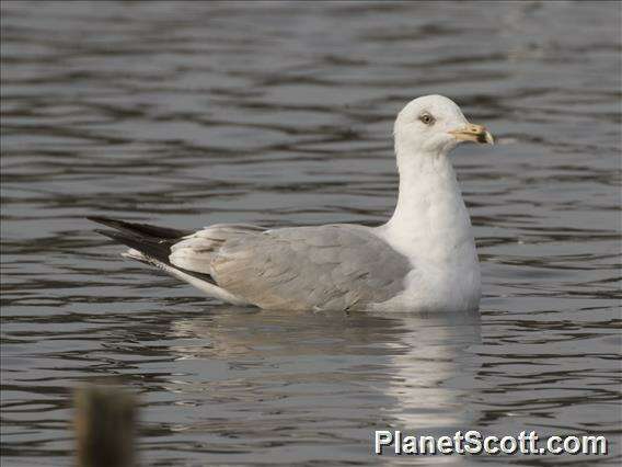 Imagem de Larus Linnaeus 1758