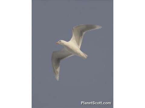 Image of Larus Linnaeus 1758