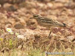 Image of stone-curlews